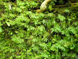 Hymenophyllum cupressiforme. Plants growing on a bank.  
 Image: L.R. Perrie © Te Papa 2004 CC BY-NC 3.0 NZ